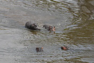 DSC_3639 (Large).JPG